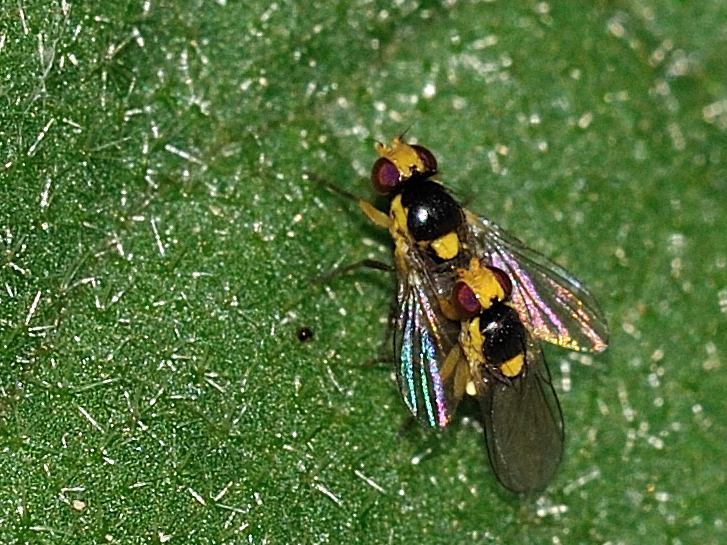 Chloropidae: probabile Cetema sp.